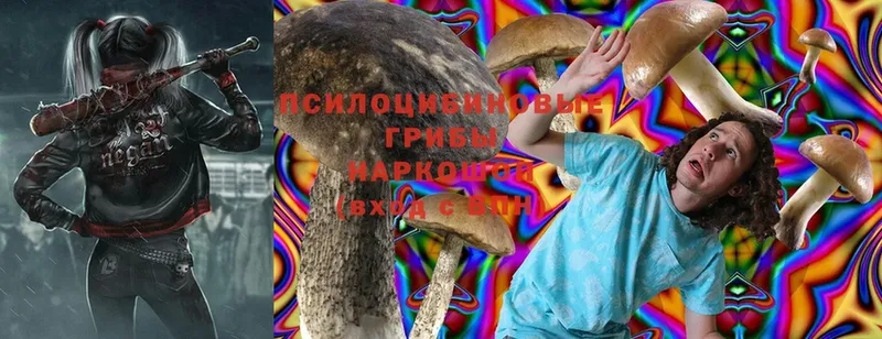 площадка как зайти  Нижнекамск  Галлюциногенные грибы Psilocybe 